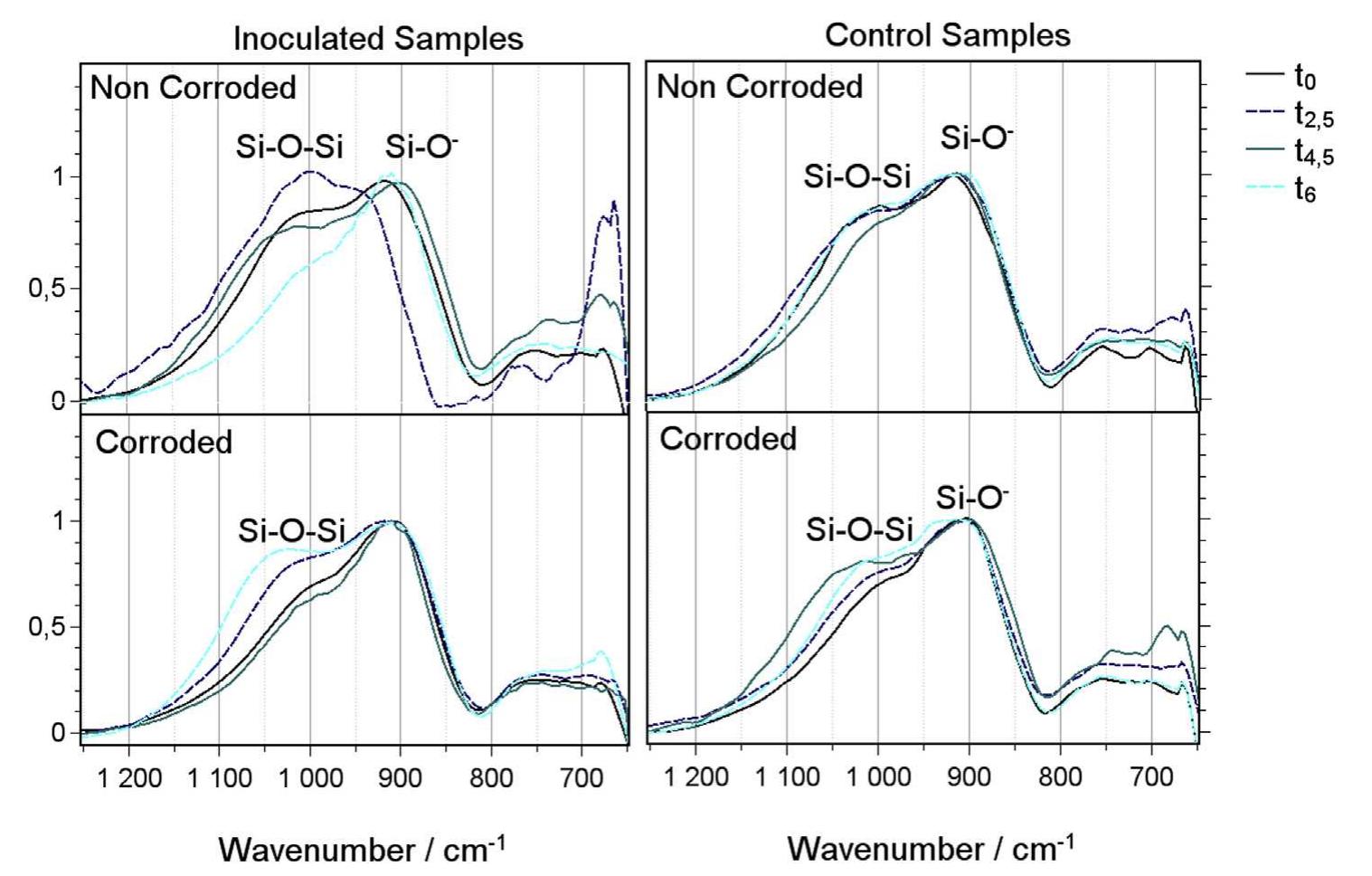 (PDF) Fungal biodeterioration of stained-glass windows