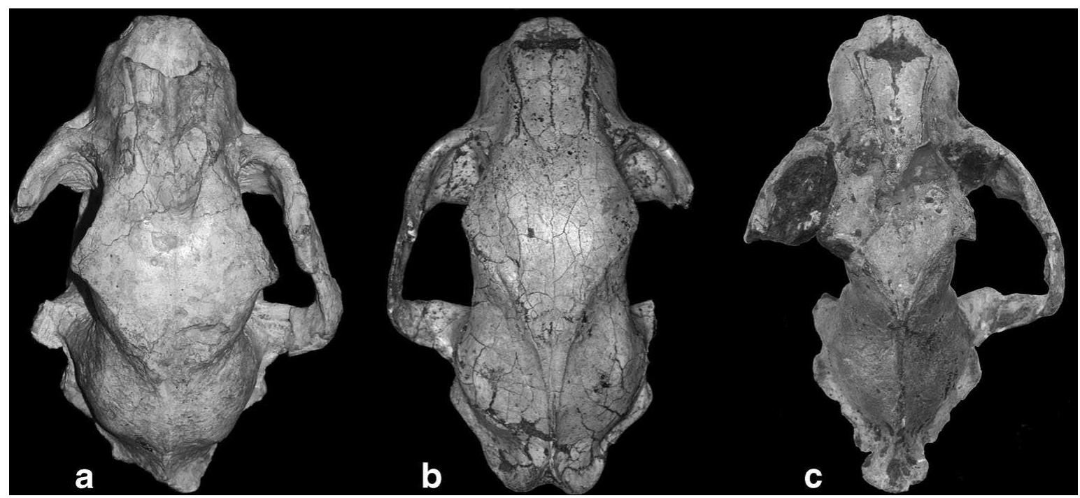 (PDF) A New Felid from the Late Miocene of the Balkans and the Contents ...
