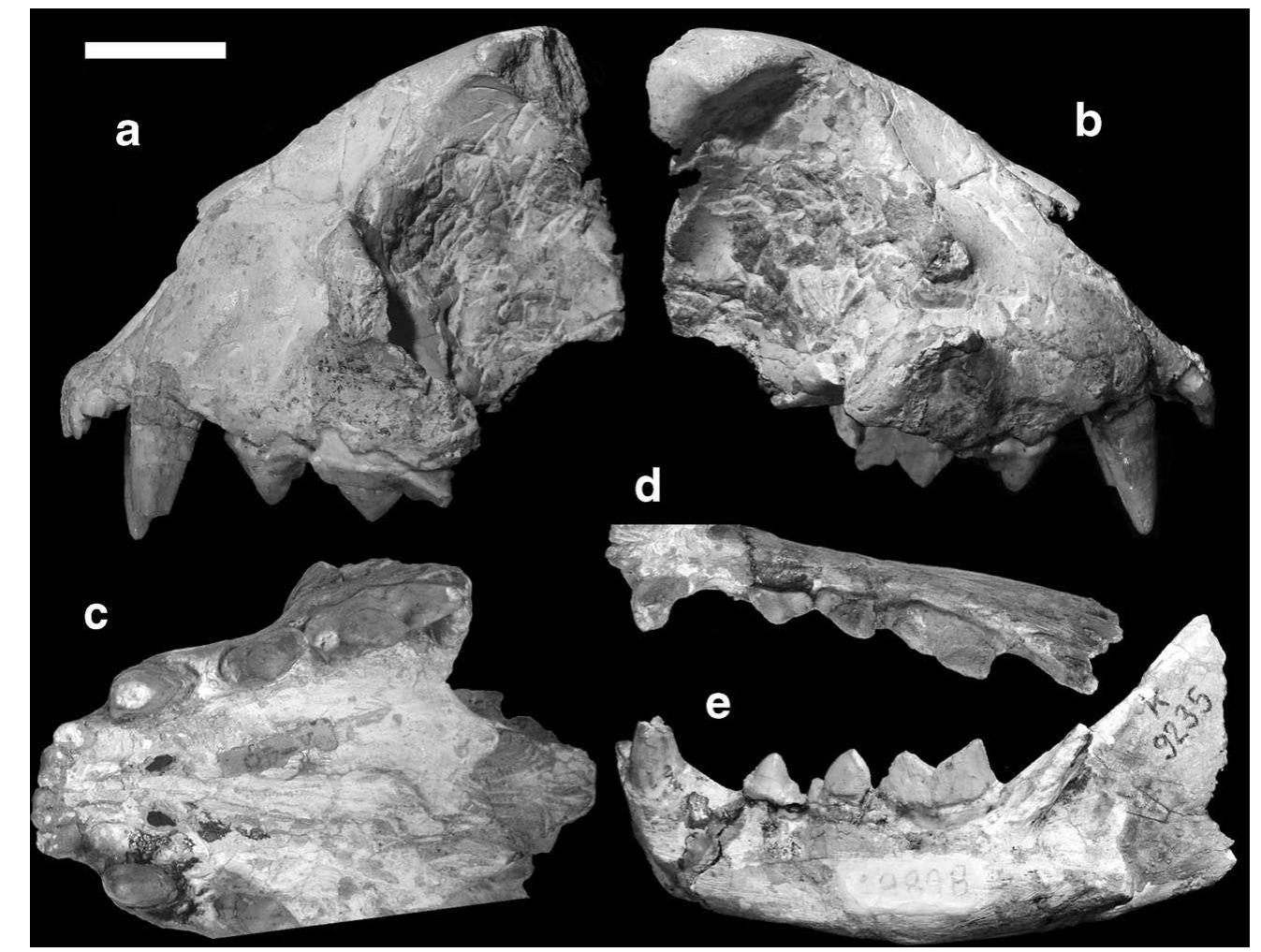 (PDF) A New Felid from the Late Miocene of the Balkans and the Contents ...
