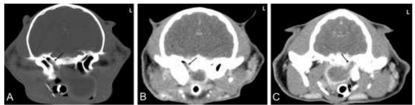 (PDF) COMPUTED TOMOGRAPHIC FEATURES OF FELINE NASOPHARYNGEAL POLYPS
