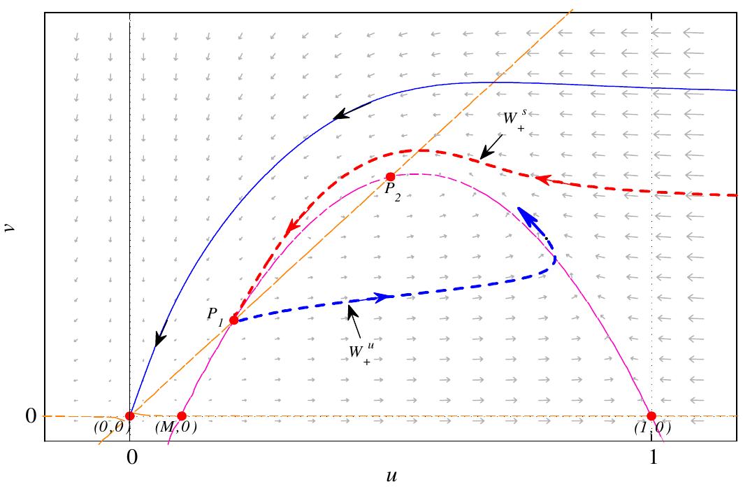 Fig. 2. For H = 0.5 and M = 0.1, the right unstable manifold W‘, (P1) is below to the superior stable manifold W‘, (P1). Fig. 1. Two limit cycles in system (5) for H = 0.45, M=0.1 and S = 0.0891875.