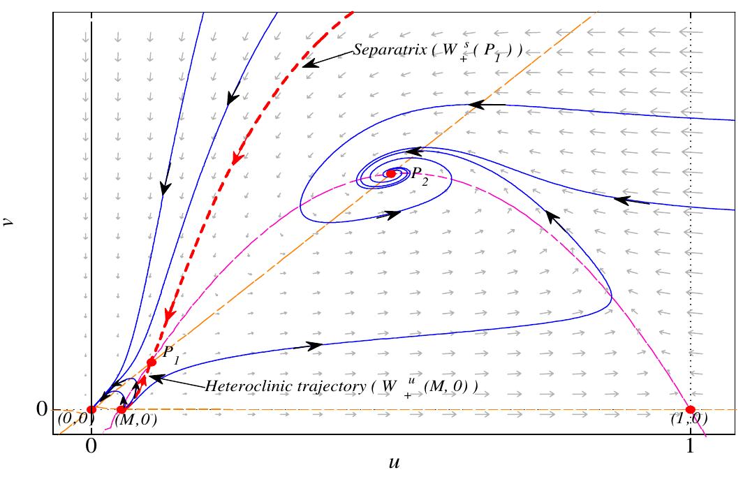 Fig. 3. For H=0.1, M=0.05, the unstable manifold W‘! (P1) is below to the stable manifold W' (P1) and the point P. is an attractor.
