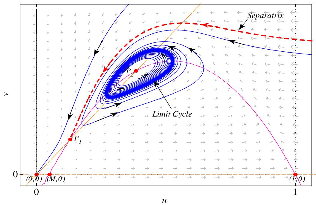 Fig. 4. For H = 0.13, M = 0.05, the unstable manifold W" (P1) is below to the stable manifold W‘ (P1) and the point P, is a repellor, surrounded by an stabl: limit cycle. ee ee eS Me SE Pee mS Sree OS pee el Seas: Let W? =(1+M—Q/Y —4M=0, and A=1+M-— Q>0O, then there exists a unique equilibrium point at the interior of the first quadrant, collapsing the singularities (H,H) and (B,B), such as