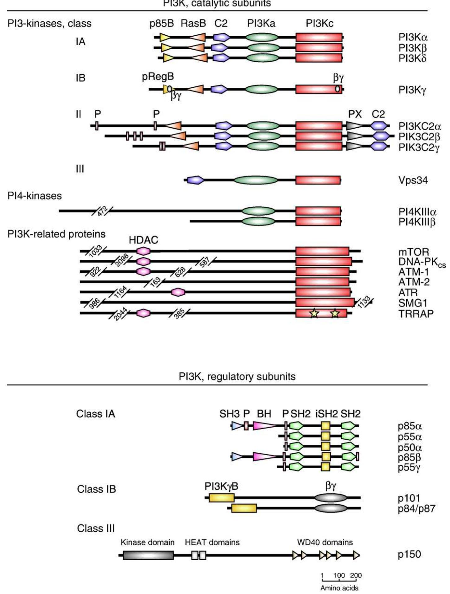 Pi3ka Ras Interaction Figure 1 - from Targeting phosphoinositide 3-kinase—Moving