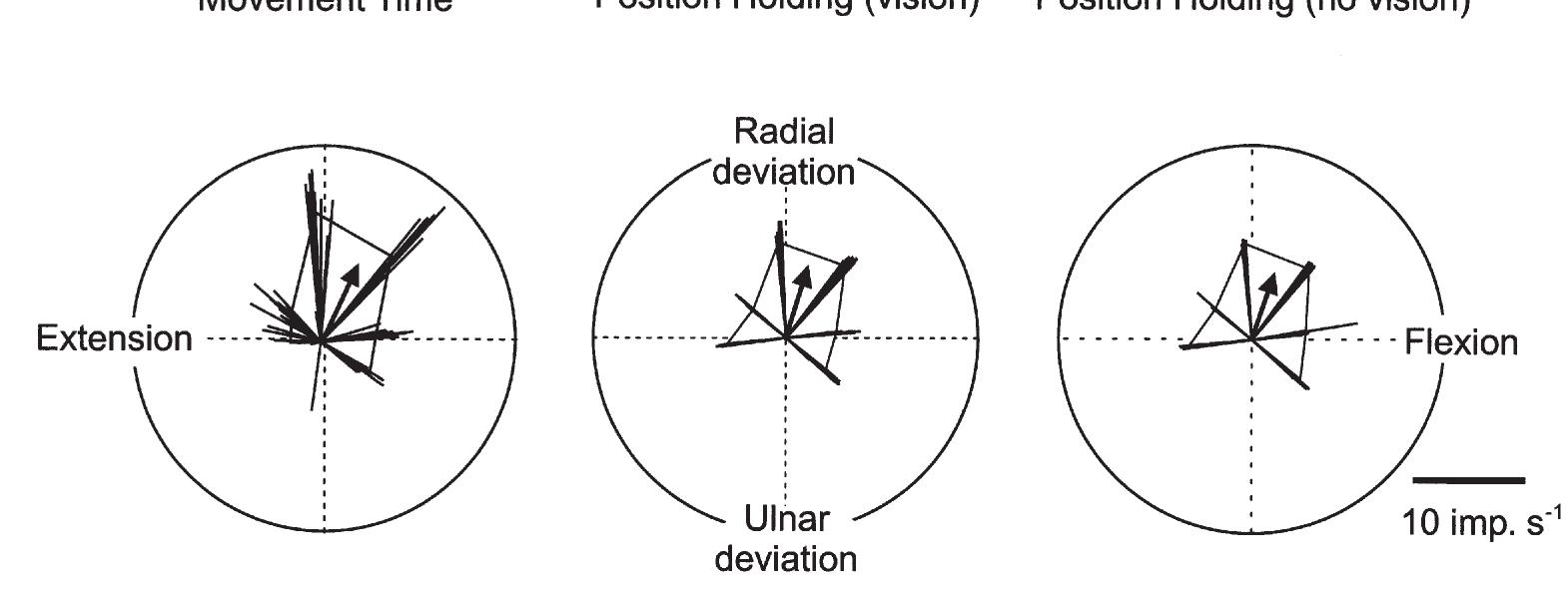 Ooon Line (PDF) Directional tuning of human forearm muscle afferents during ...