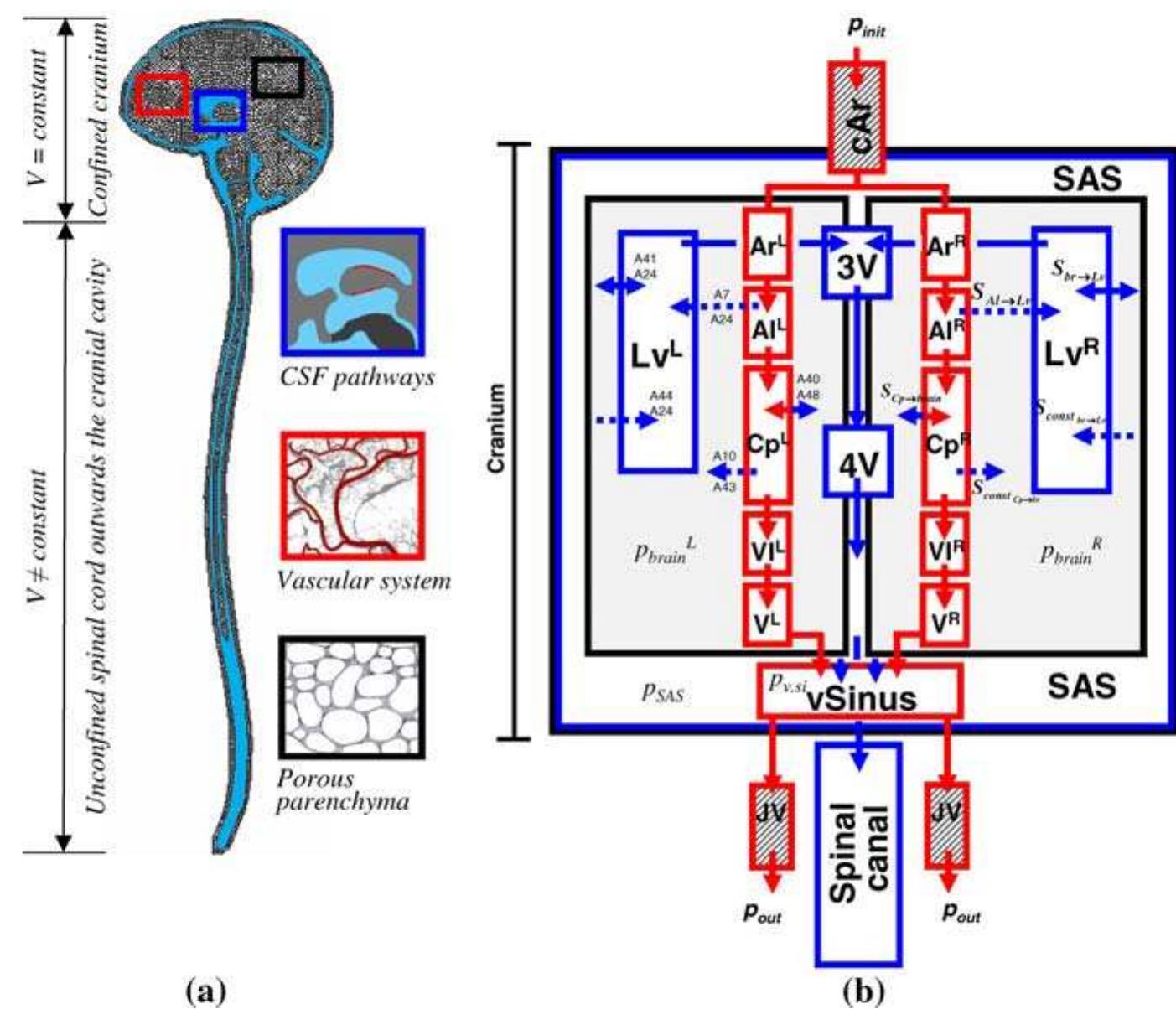(PDF) A mathematical model of blood, cerebrospinal fluid and brain dynamics