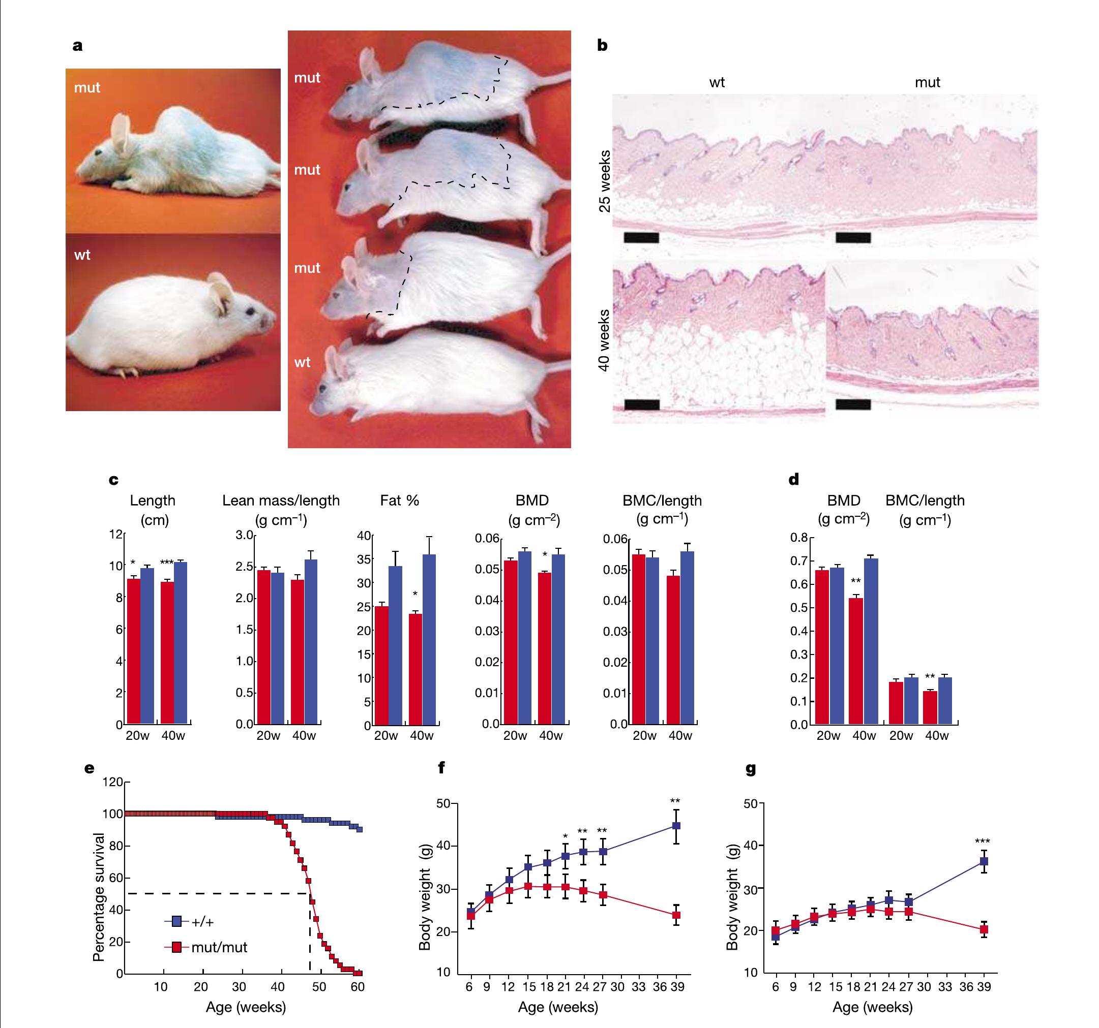 (PDF) Premature ageing in mice expressing defective mitochondrial DNA ...