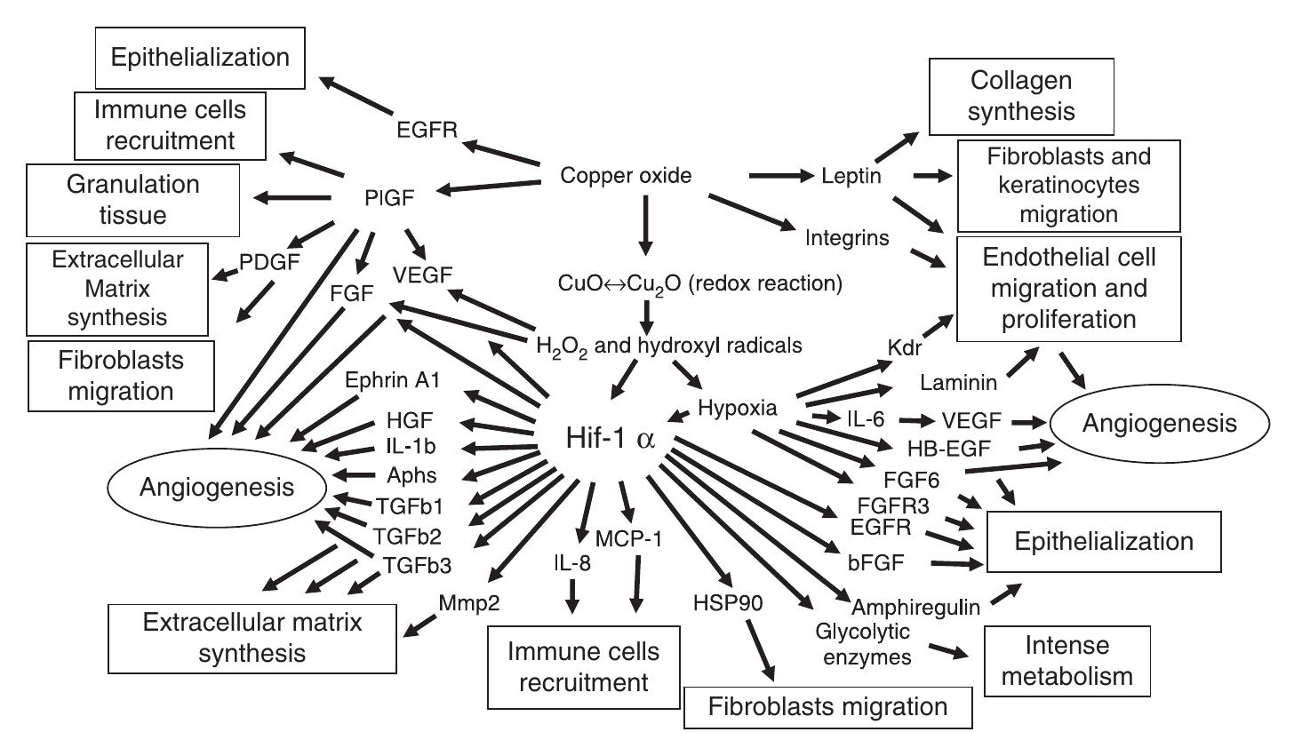 (PDF) Molecular mechanisms of enhanced wound healing by copper oxide ...