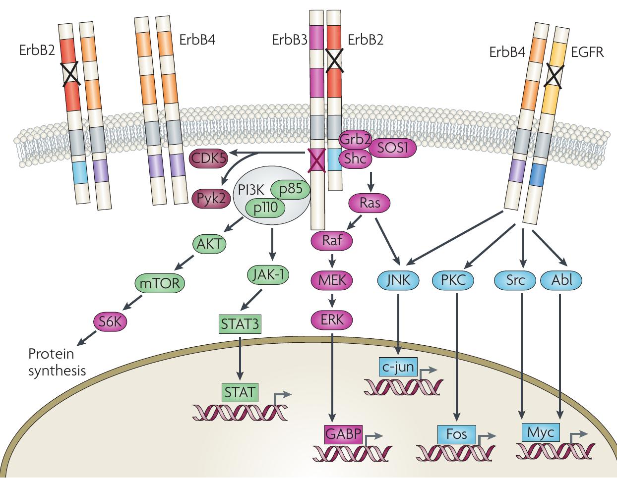 (PDF) Neuregulin 1 in neural development, synaptic plasticity and ...