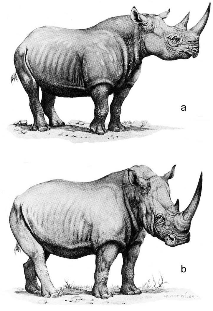 Keimer 1929: 142, pl. 32, 273). further depictions have been
