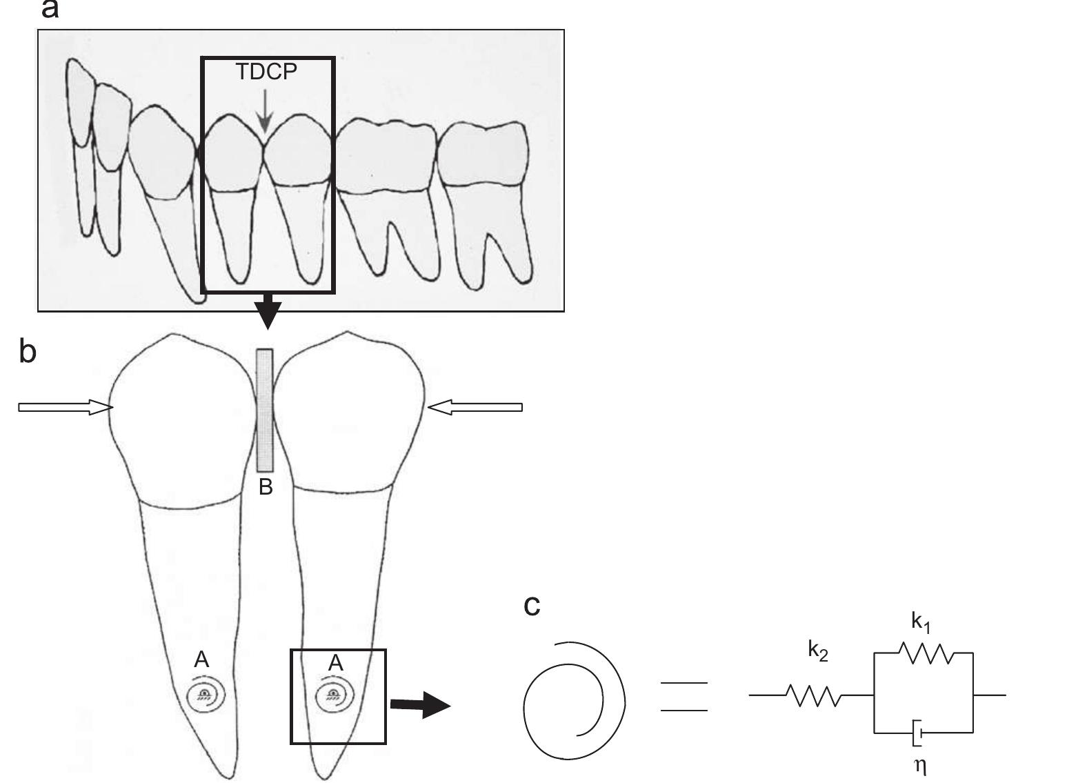 The free body diagram of (a) an isolated mandibular premolar