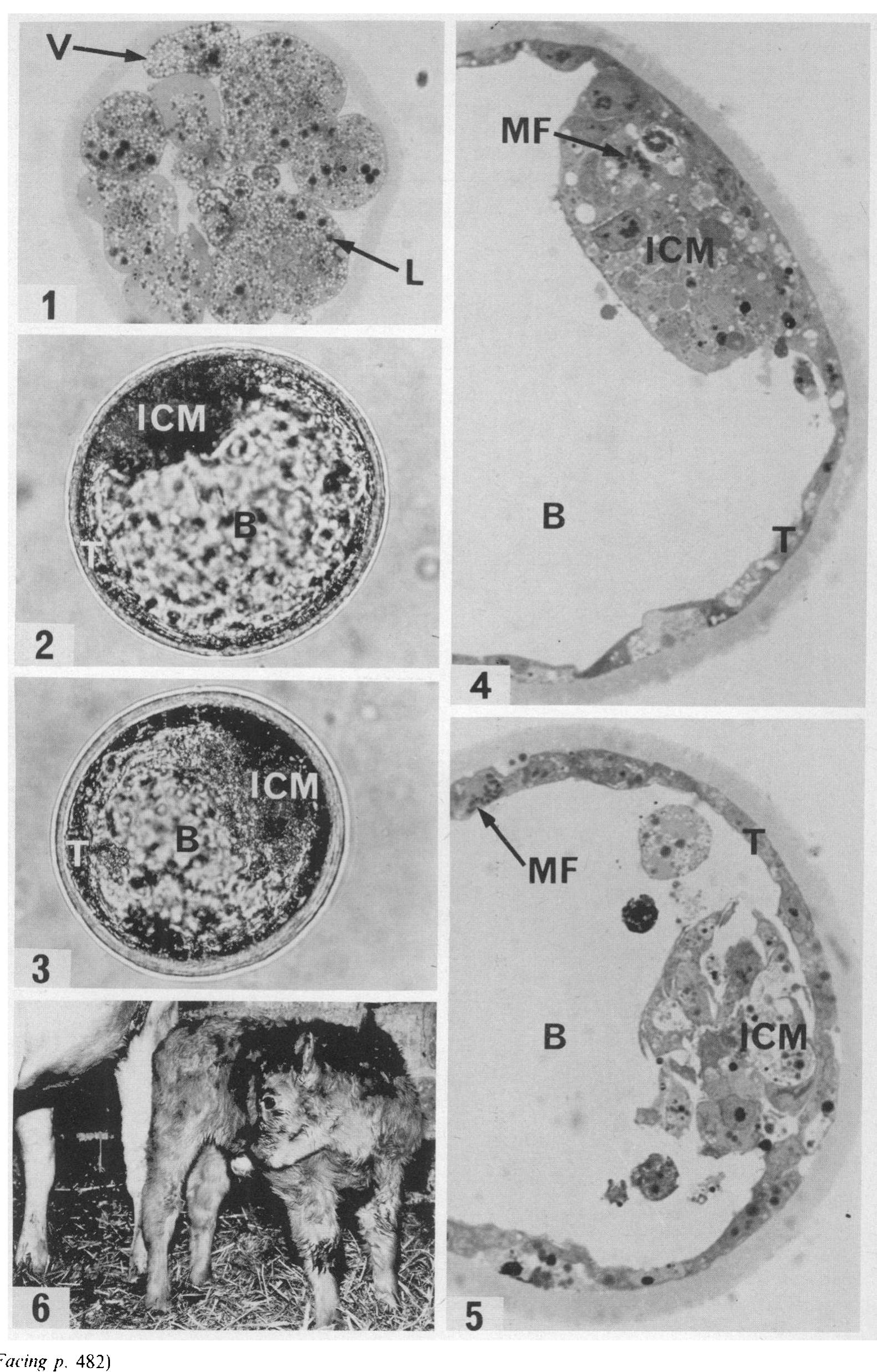 Figure 2 - In vitro culture of early bovine embryos with