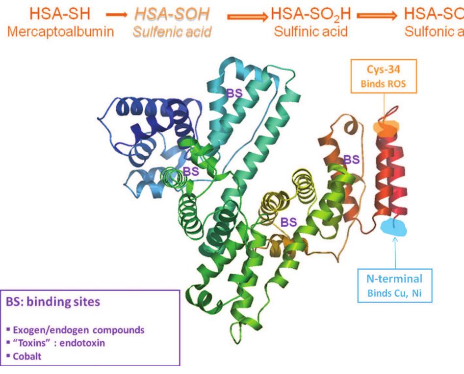 (PDF) Albumin: Pathophysiologic basis of its role in the treatment of ...