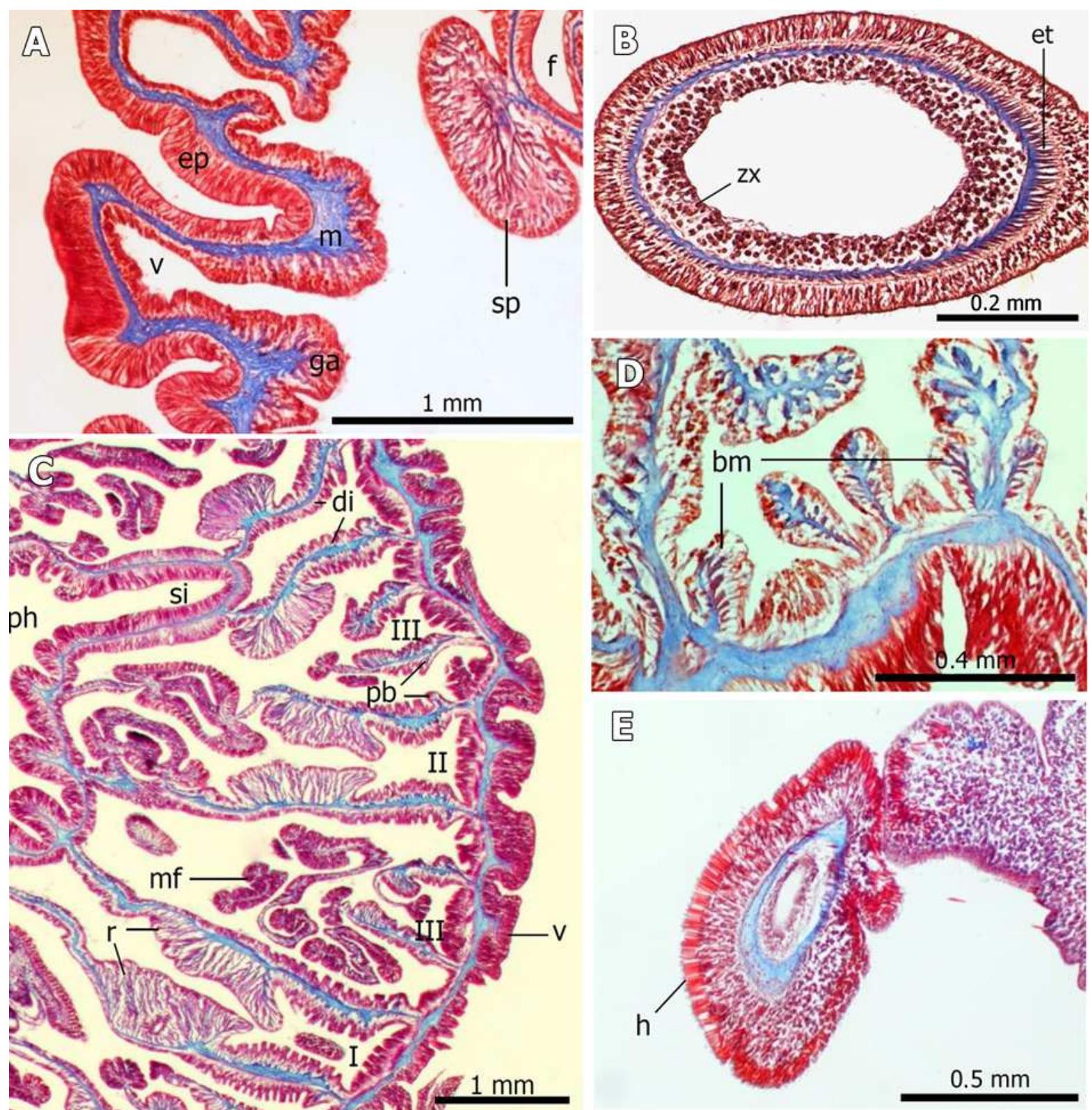 (PDF) Redescription of the sea anemones Anthopleura hermaphroditica and ...