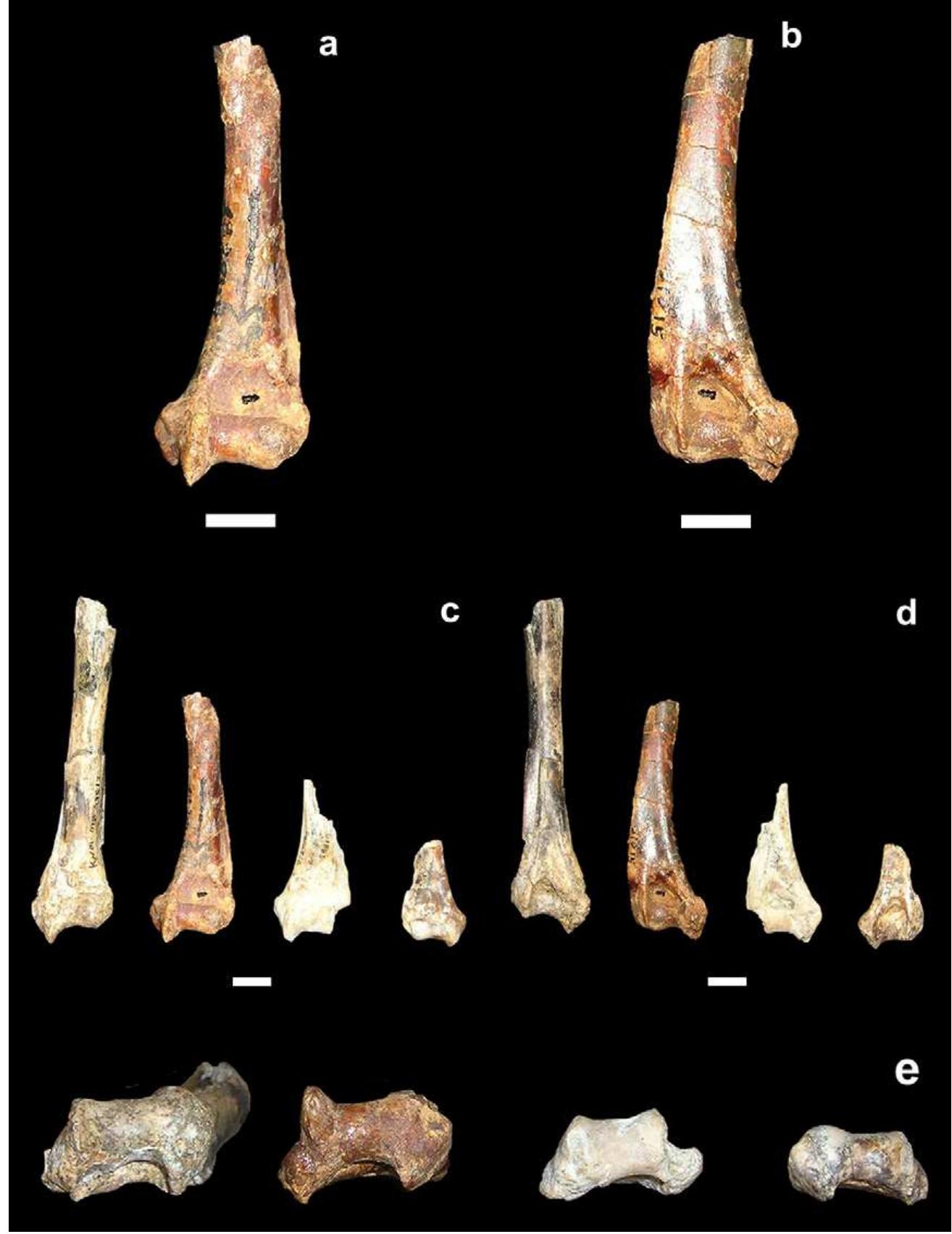 (PDF) Miocene Cercopithecoidea from the Tugen Hills, Kenya