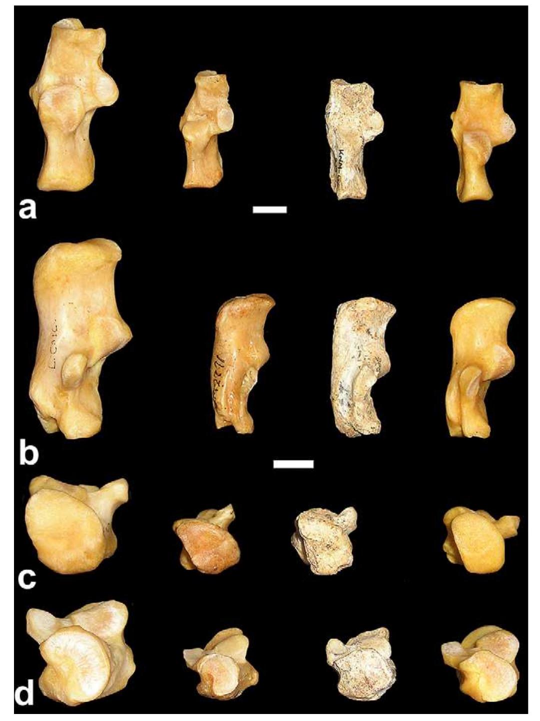 (PDF) Miocene Cercopithecoidea from the Tugen Hills, Kenya