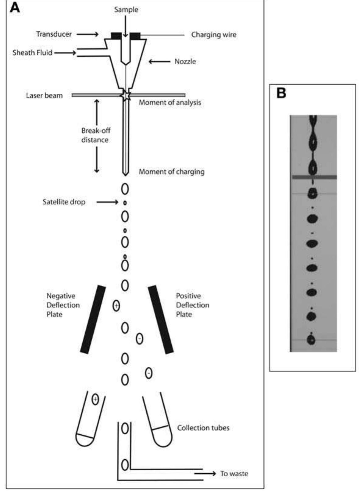 (PDF) Cell Sorting by Flow Cytometry