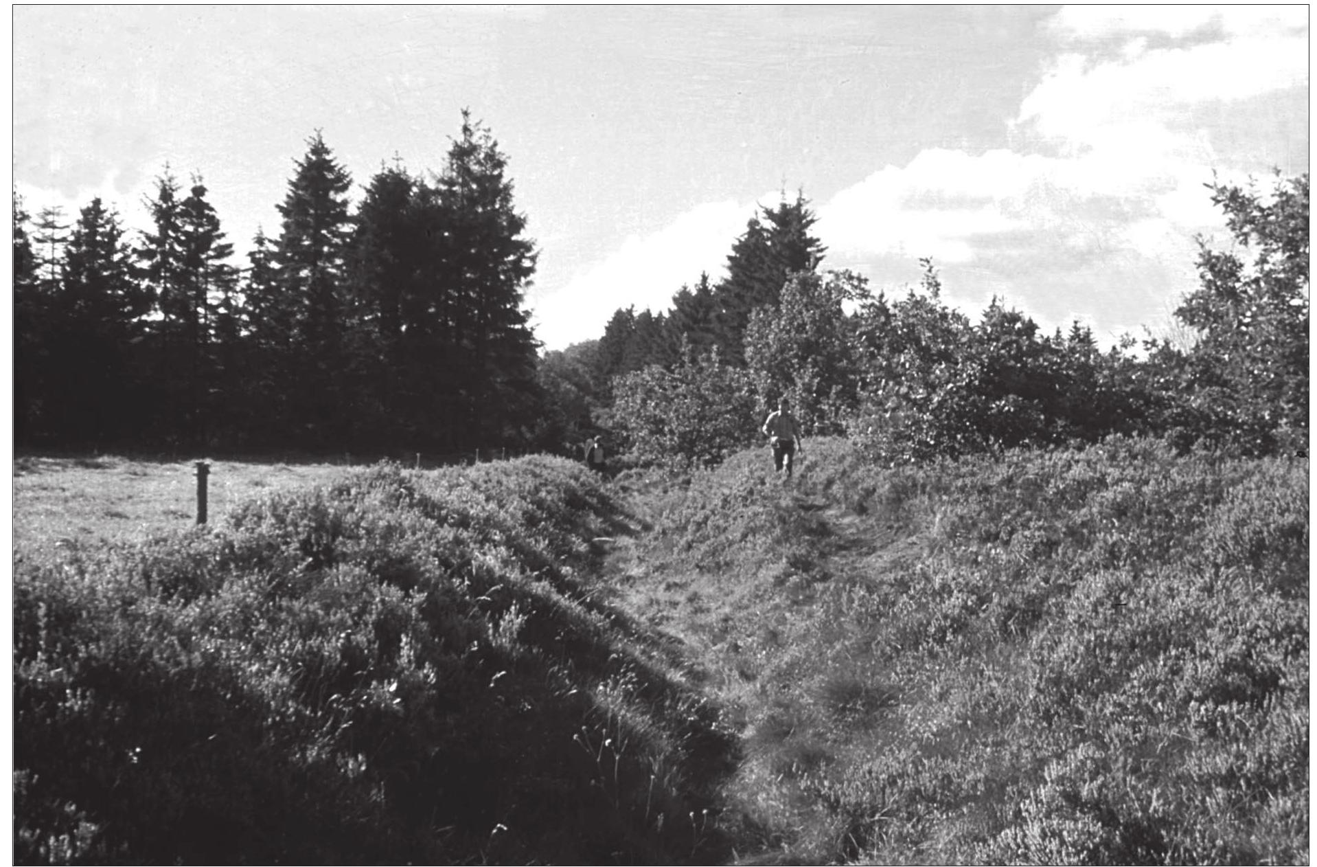 Figure 3. Margrethediget, one of the Iron Age ‘folk’ dykes in Jutland. Photograph by the author 