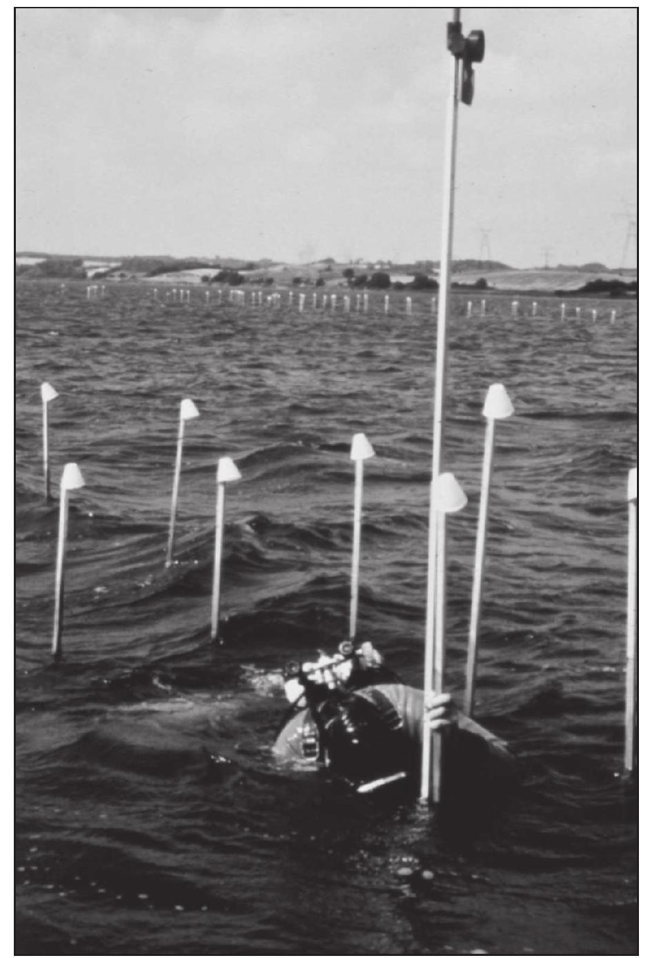 Figure 34b. A diver measuring in poles in the barrage com- plex. Photo: Flemming Rieck.  Figure 34a. The Gudso Vig investigation in 1985 conducted, by Flemming Rieck. The stakes under the water are marked  with measuring and marking poles with paper cups on them. Photo: Flemming Rieck. 
