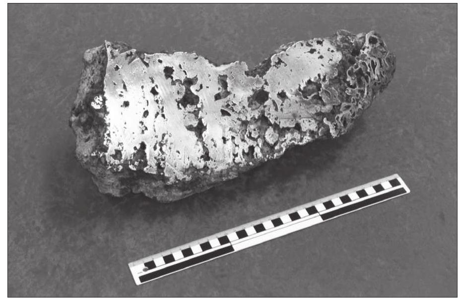 Figure 67b. The same bloom cut in half. Photo: Lars-Erik Englund, GAL. 