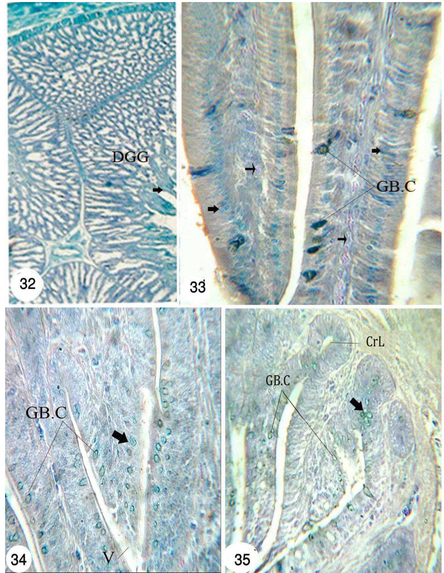 (32): photomicrograph of a transverse section of the