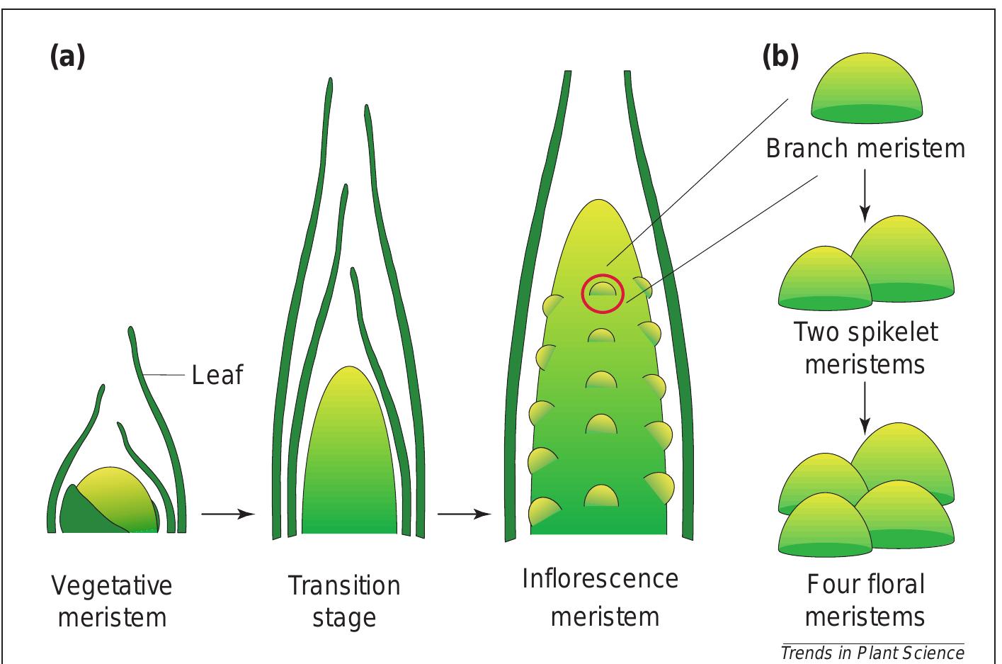 Figure 2 - from A floret by any other name: control of