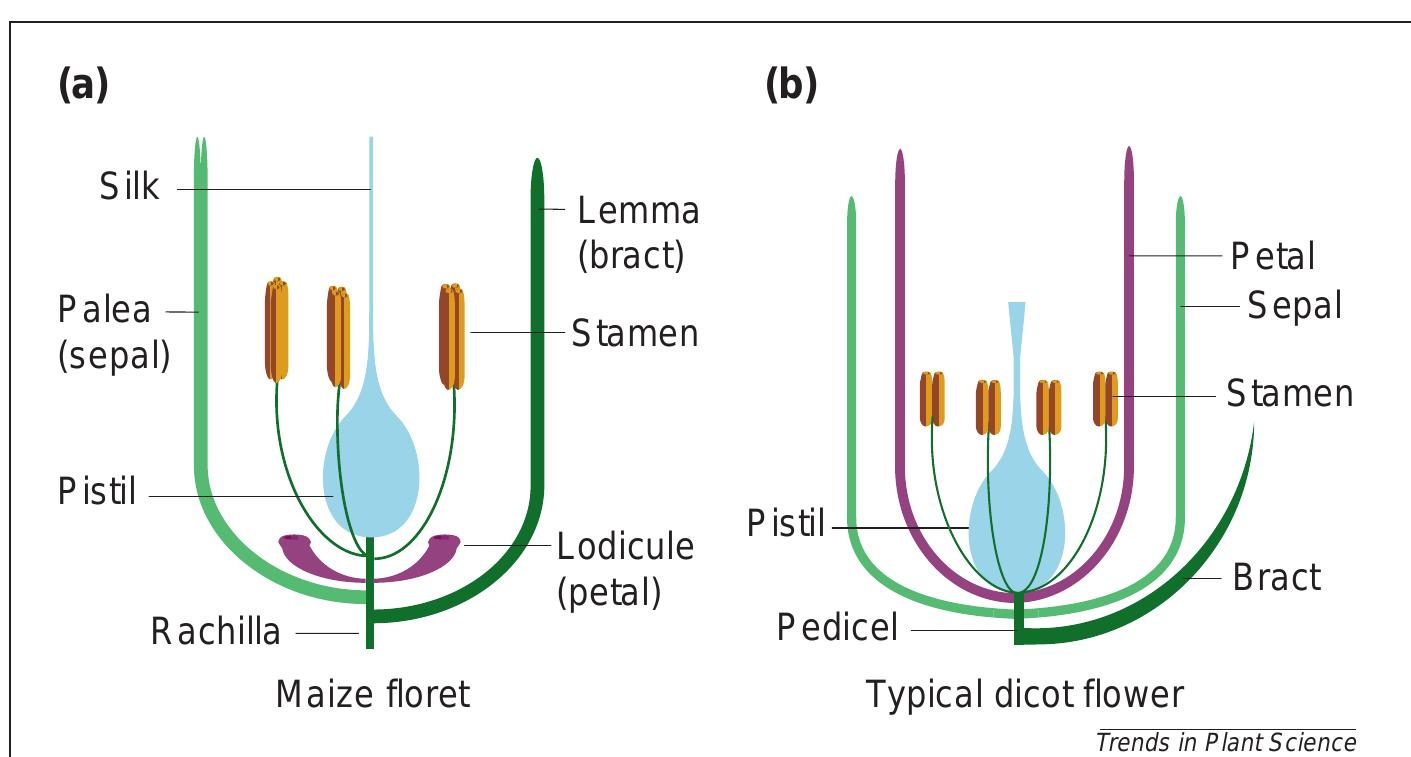 Figure 2 - from A floret by any other name: control of