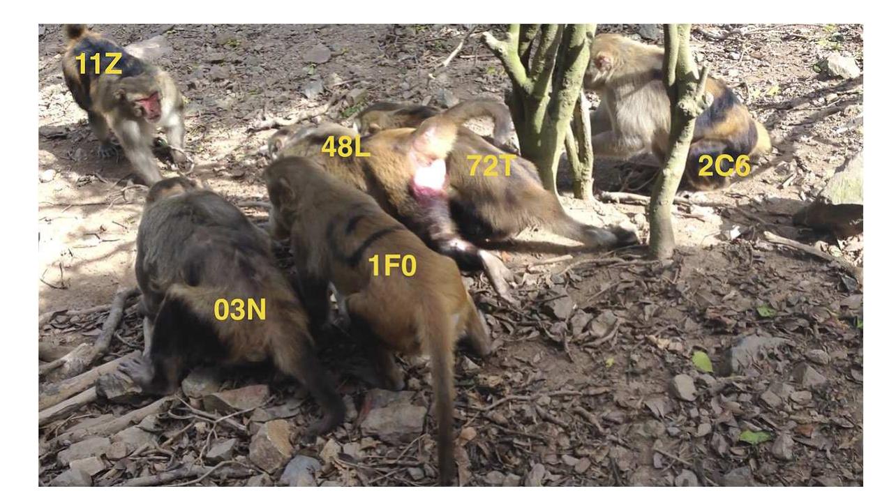 Figure 2. An unsuccessful coalitionary attempt by males from Group S (03N, 1F0, 48L, 72T and 2C6 in view; 53N out of view) to oust the new alpha male (11Z). The full video of this interaction is available as a supplementary file. This figure is published in colour in the  online edition of this journal, which can be accessed via http://booksandjournals.brillonline. com/content/journals/1568539x. 