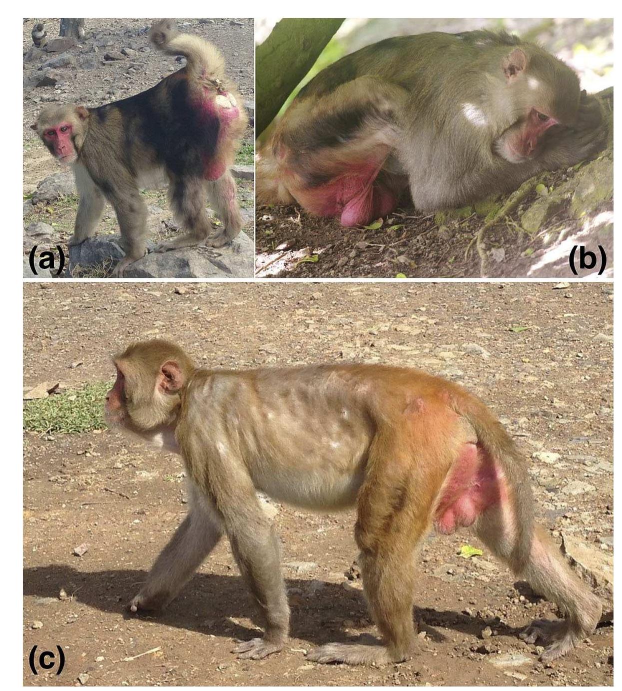Figure 4. The change in 11Z’s condition: (a) peak form during the mating season (4 April 2013); (b) first observation after his overthrow: peripheral, injured and very submissive in demeanour (23 July 2013); (c) visibly undernourished (26 October 2013). This figure  is published in colour in the online edition of this journal, which can be accessed via http://booksandjournals. brillonline.com/content/journals/1568539x. 