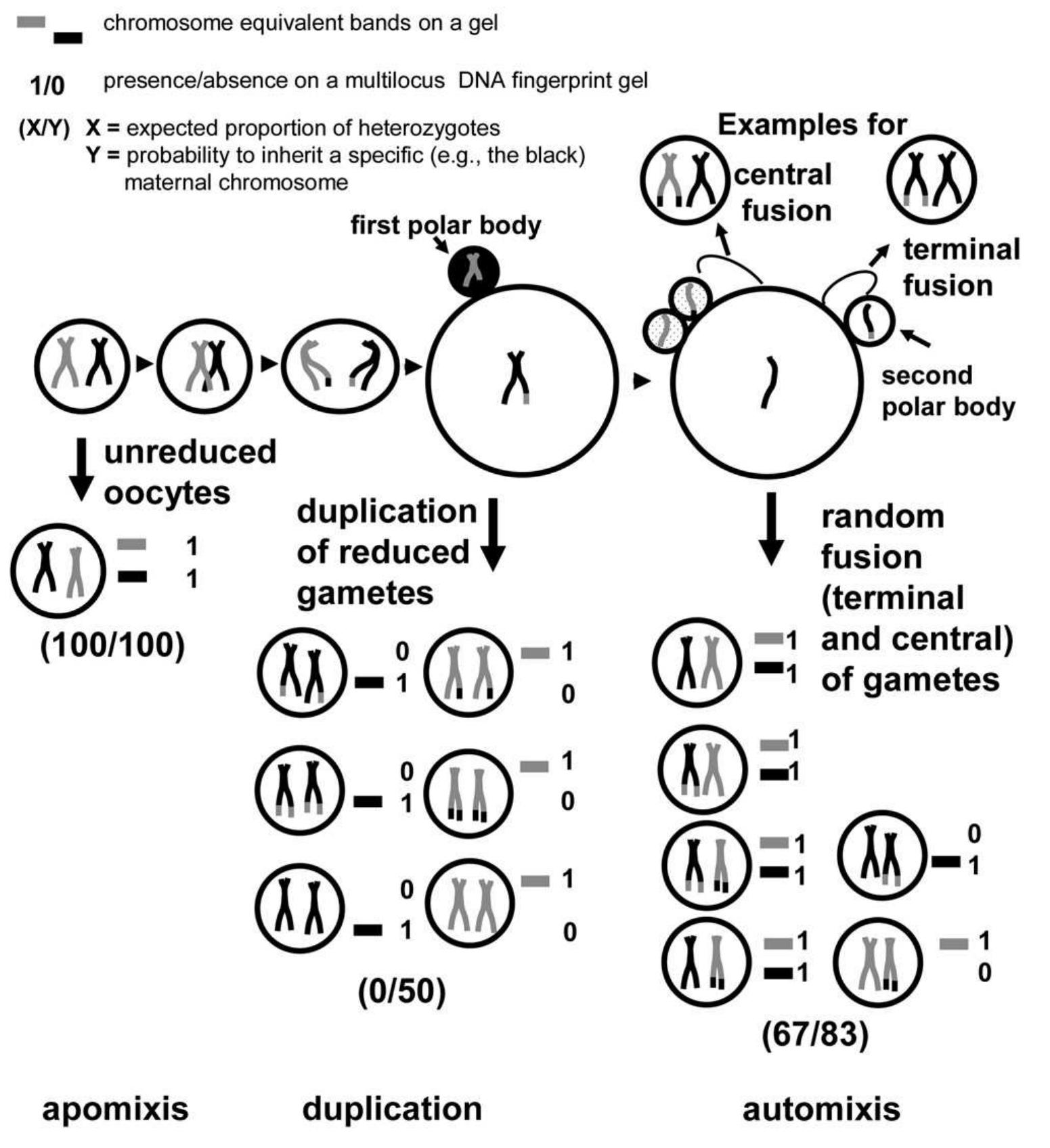 Schematic drawing of diploid-oocyte formation in vertebrates