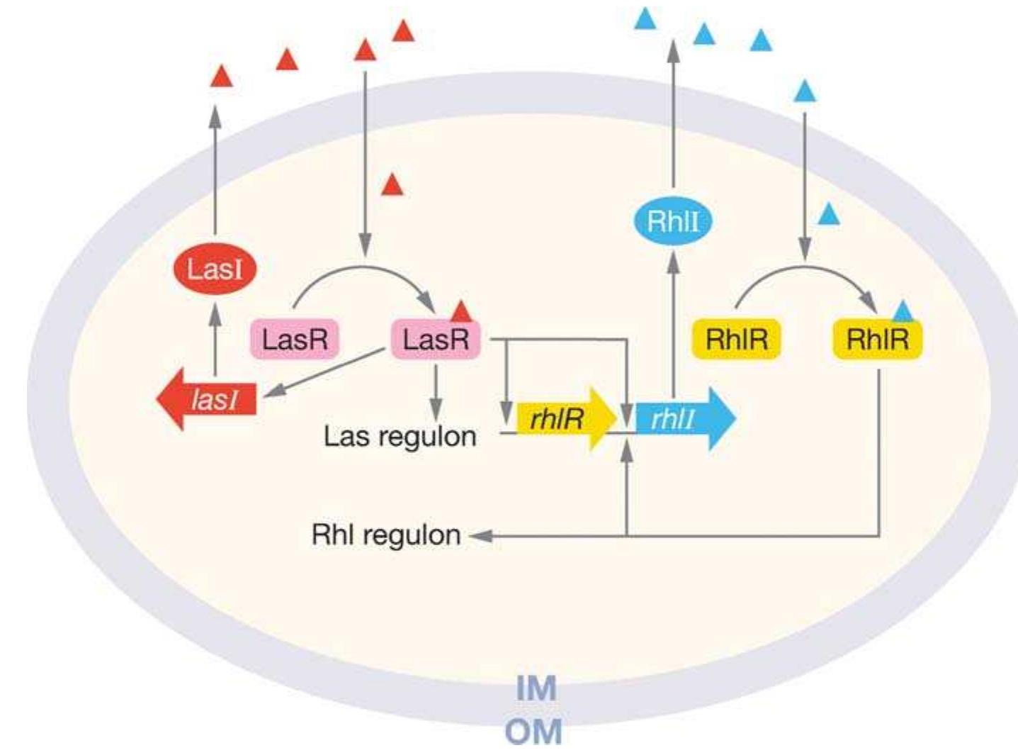 (PDF) Quorum Sensing: Cell-to-Cell Communication in Bacteria