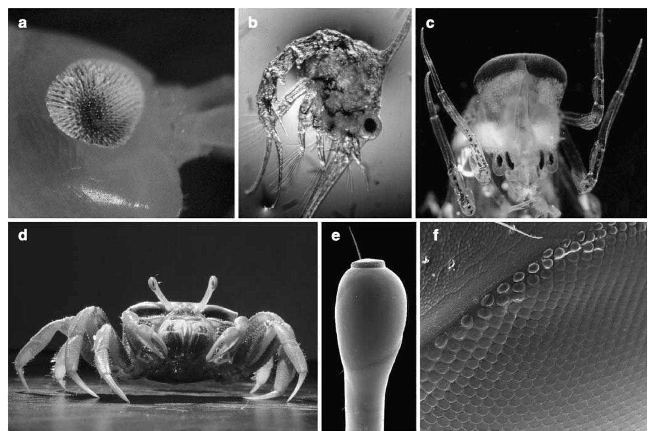 Photoreceptive Rhabdom (PDF) Exceptional Variation on a Common Theme: The Evolution of ...