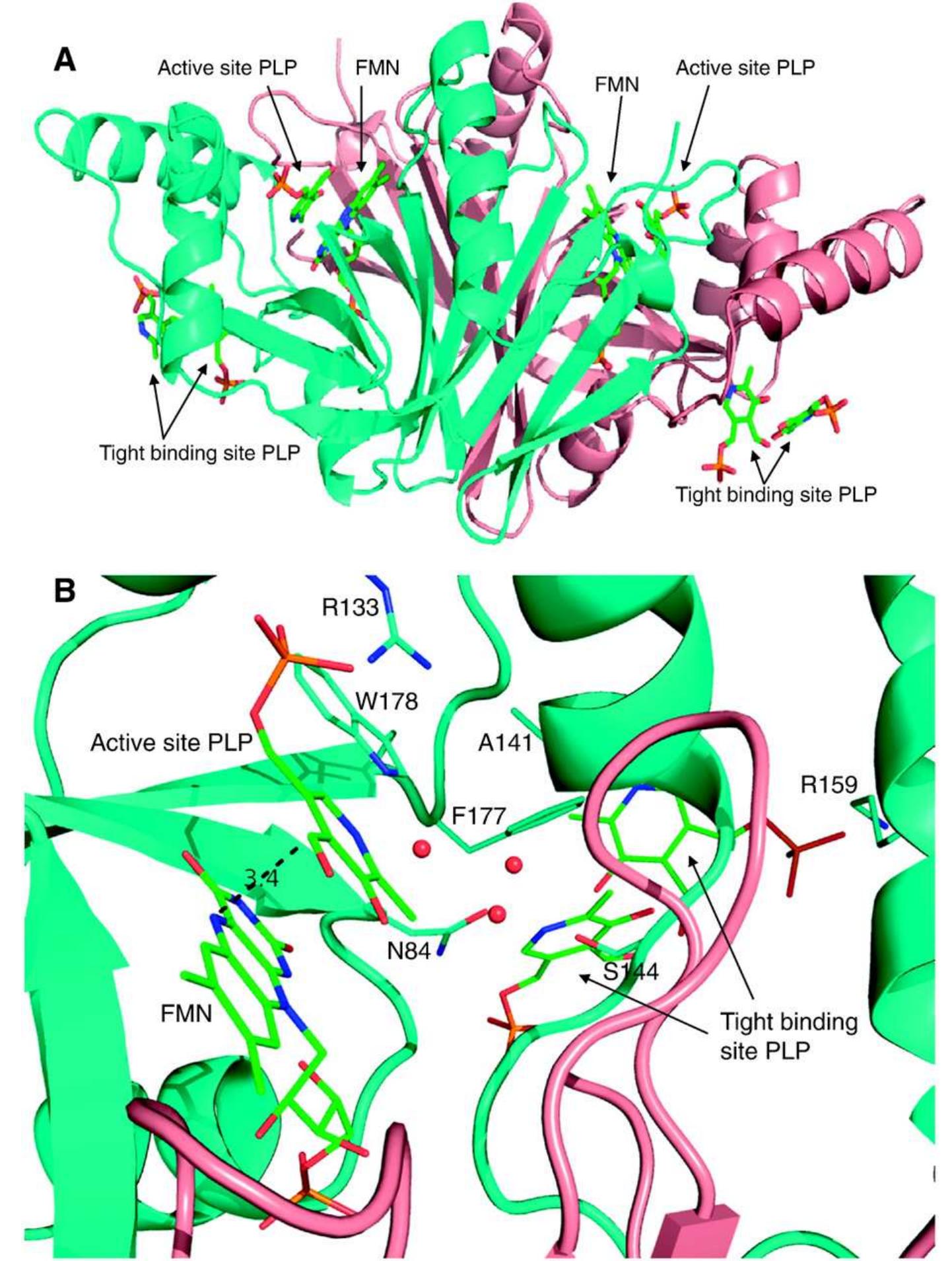 (a) ribbon diagram of the dimeric crystal structure of e.