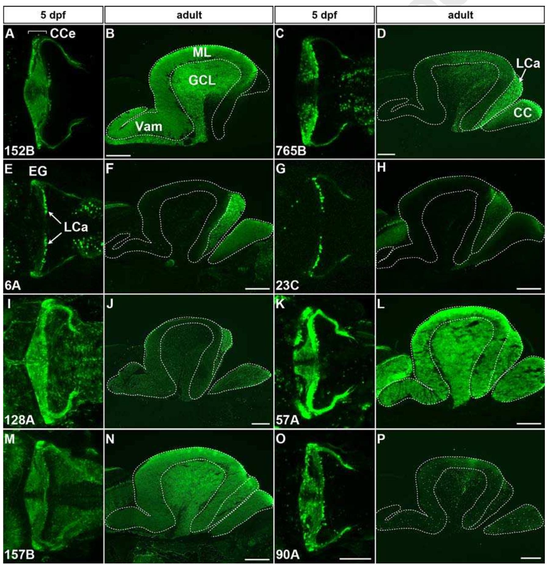 Figure 5 - from Establishment of Gal4 transgenic zebrafish