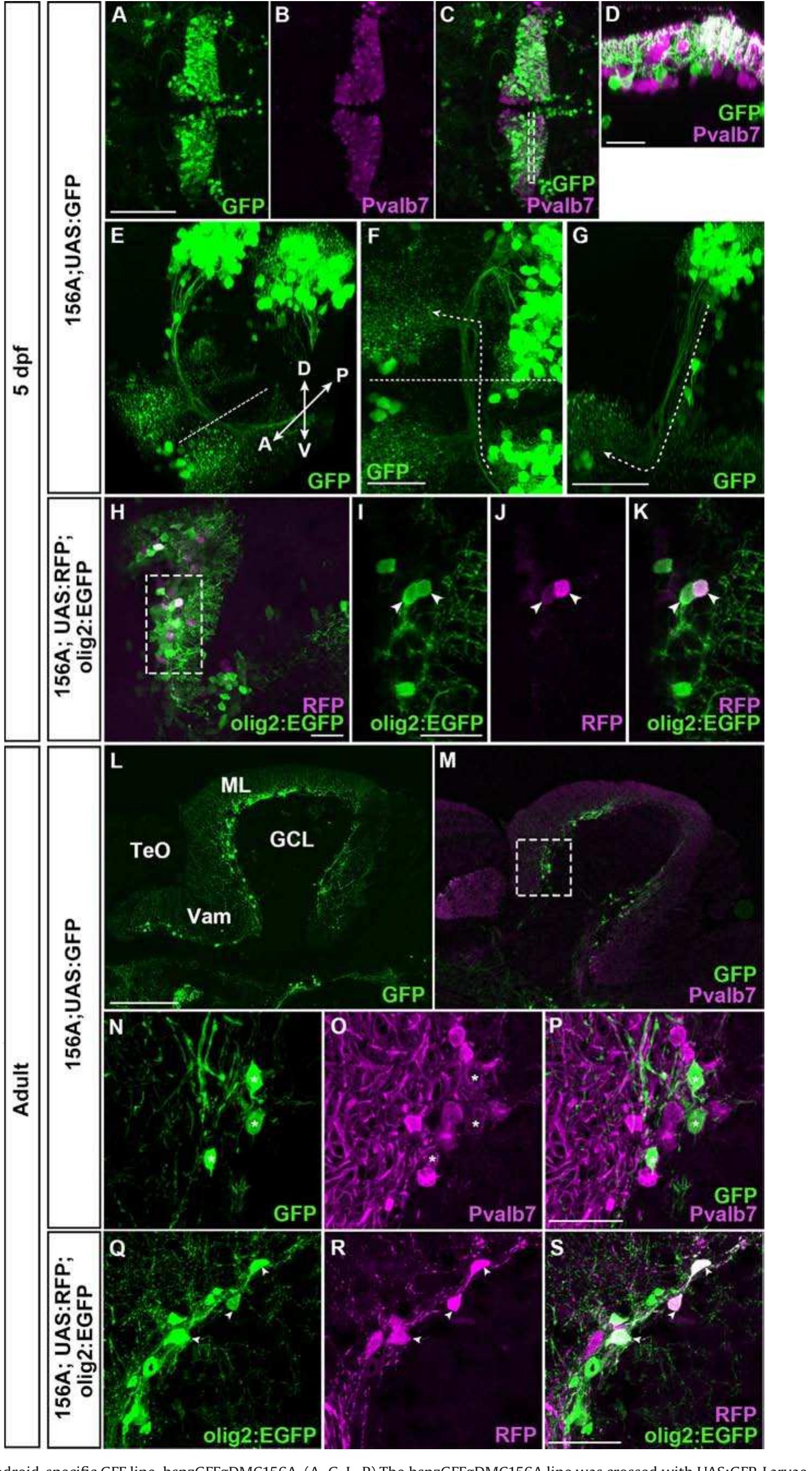 Figure 5 - Establishment of Gal4 transgenic zebrafish lines
