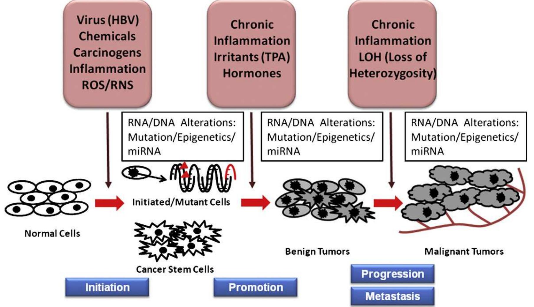 Figure 1 - from Dietary phytochemicals and cancer