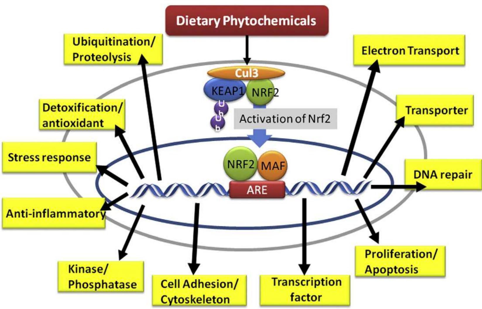 Figure 1 - from Dietary phytochemicals and cancer