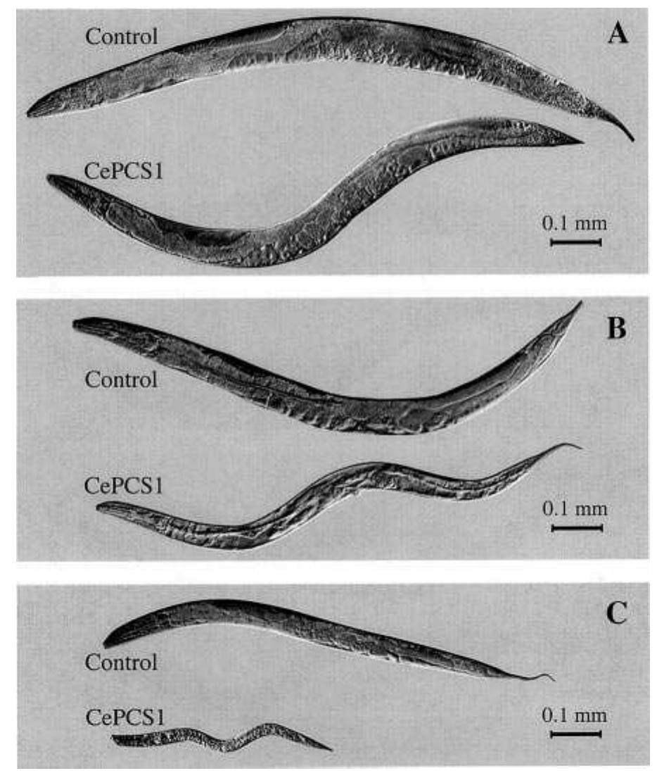 Fic Plate Figure 6 - from Evolution of the northern Main Ethiopian
