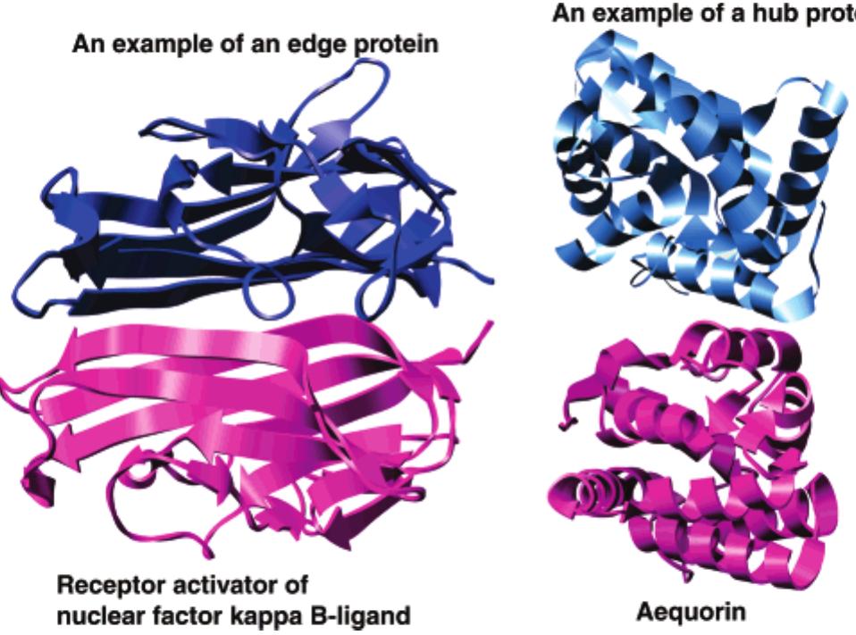 Edge Protine Crystal structures of two proteins: one edge and one hub.