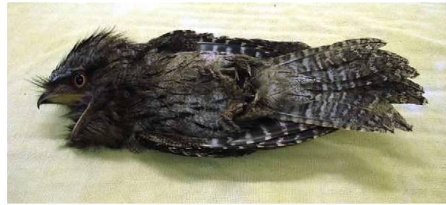Tawny Frogmouth With Angiostrongylosis Demonstrating Lack Of