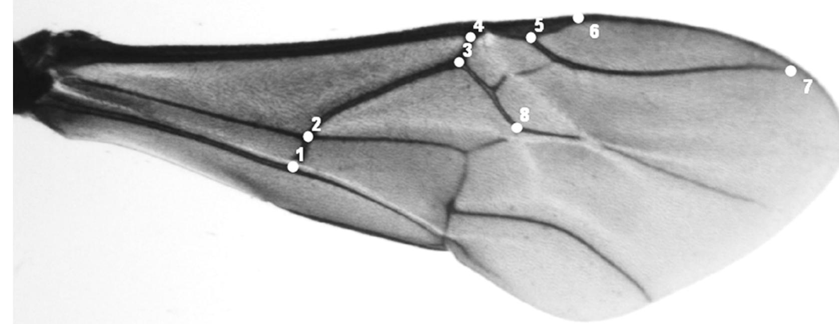 Figure 1 - from Geometric morphometrics reveals