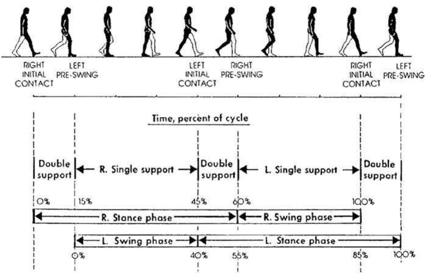 Figure 2 - from Further evidence of complex motor