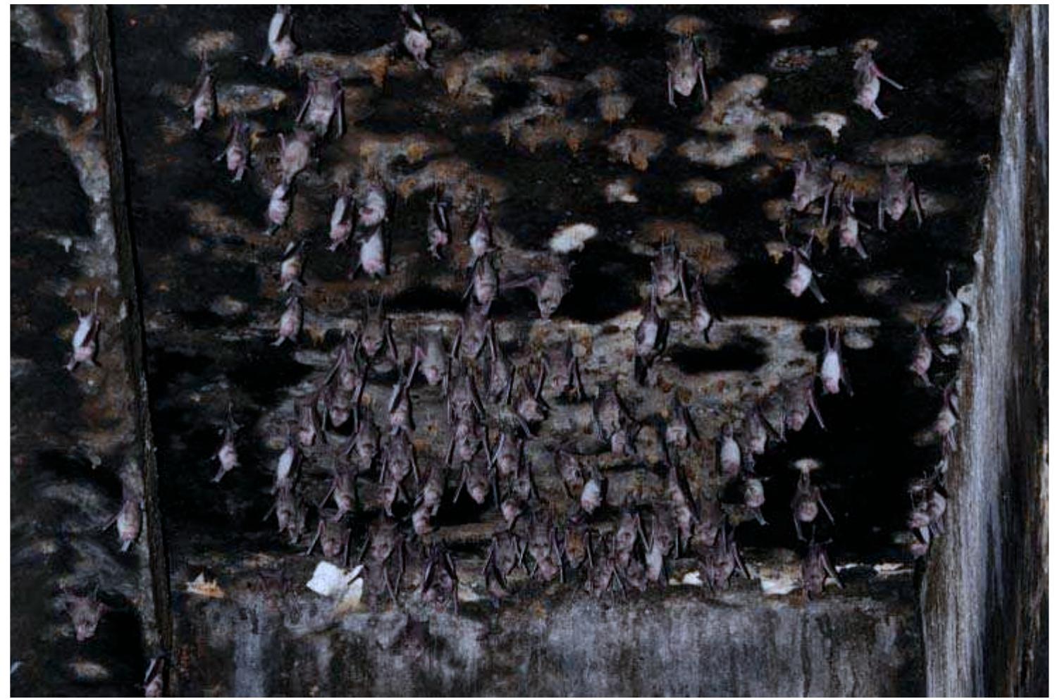 Unborn Bat (PDF) Account of an Informed Bat Exclusion at the Temple of Deir el ...