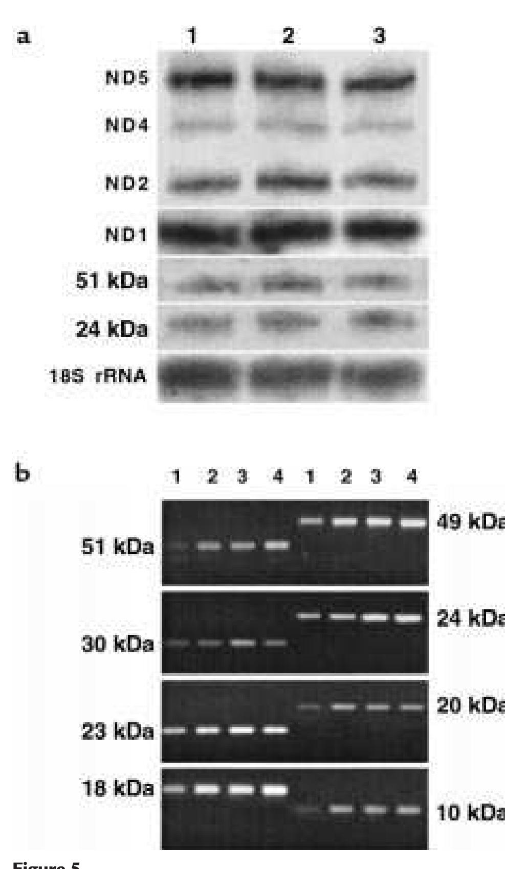 (PDF) Nuclear DNA origin of mitochondrial complex I deficiency in fatal ...