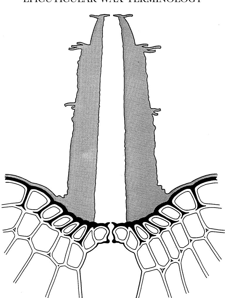 Figure 8 - from Classification and terminology of plant