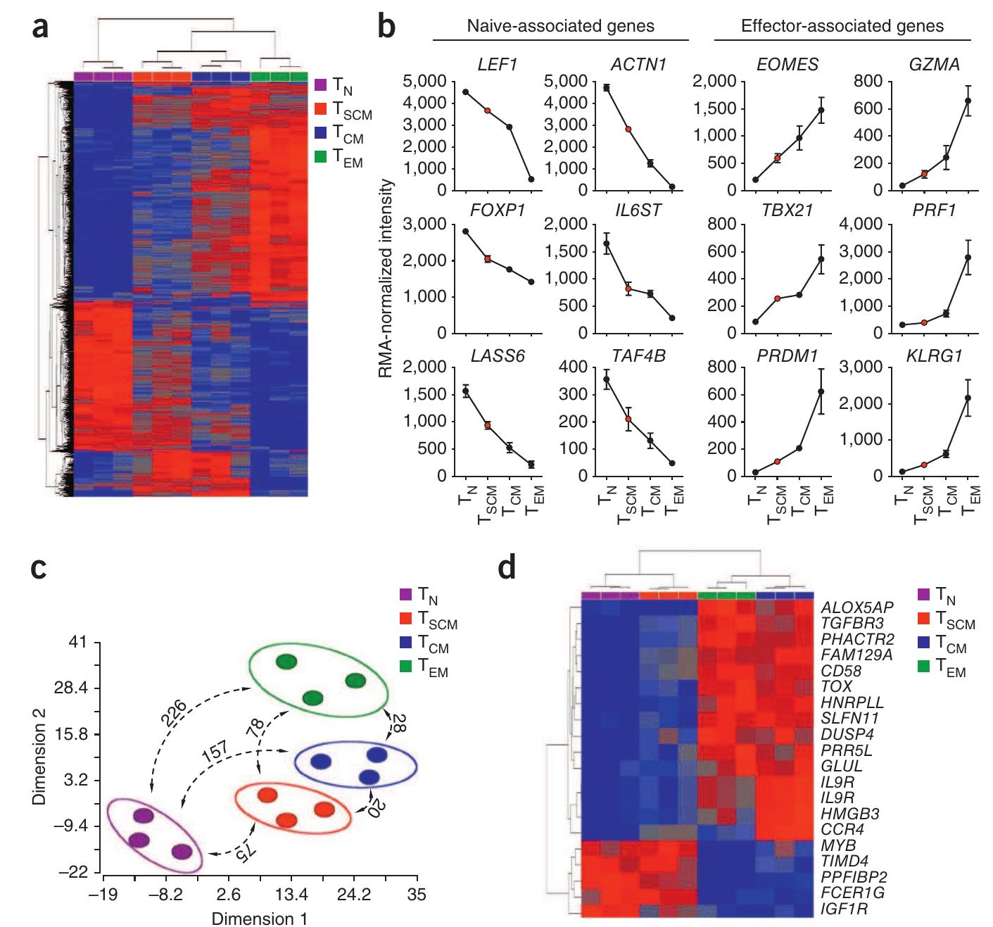 (PDF) A human memory T cell subset with stem cell–like properties