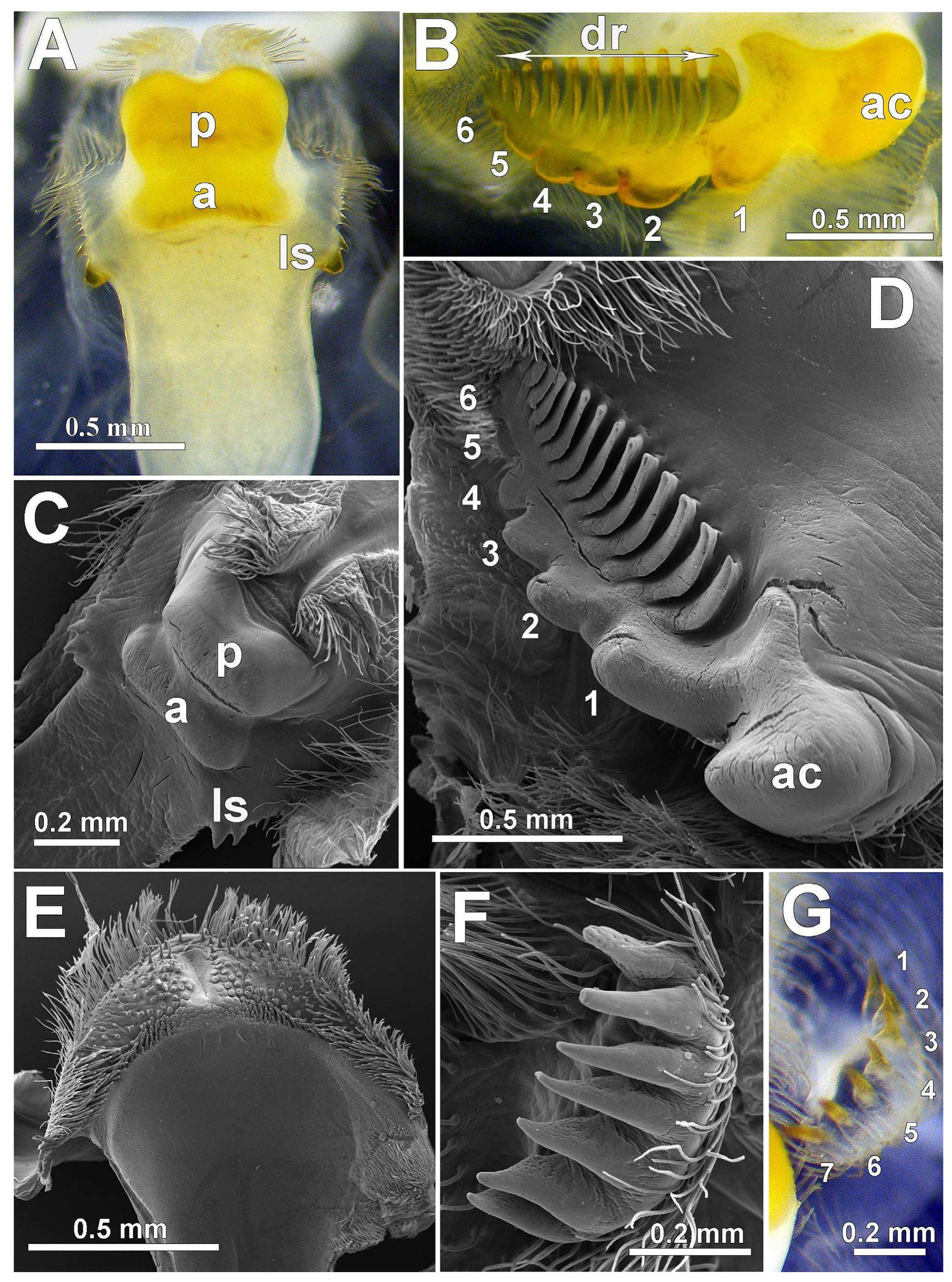 Tooth Sen Figure 2 - from Foregut morphology and ontogeny of the mud