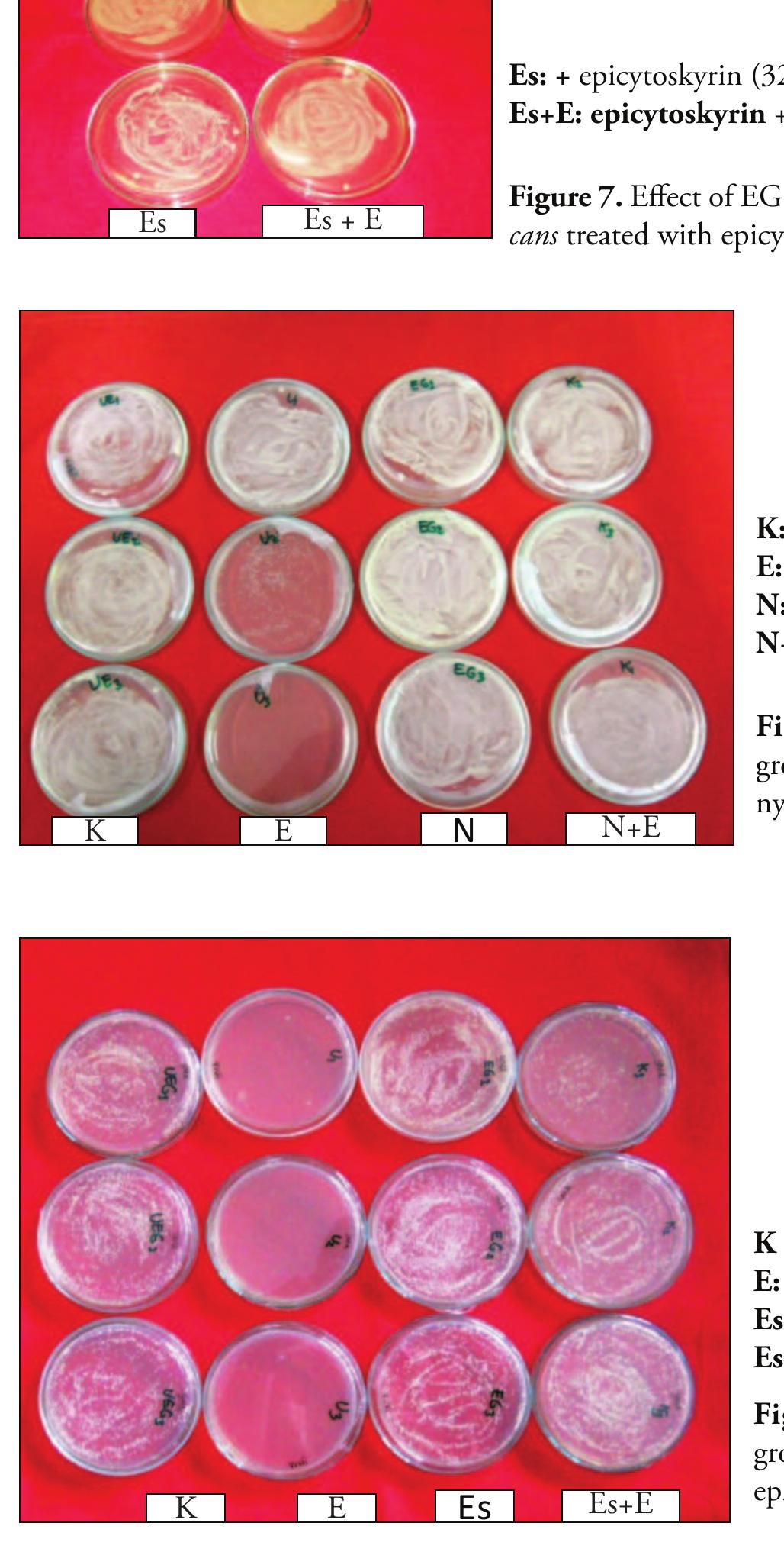 PDF) Fine mapping of QTL for cyanogenic potential in cassava