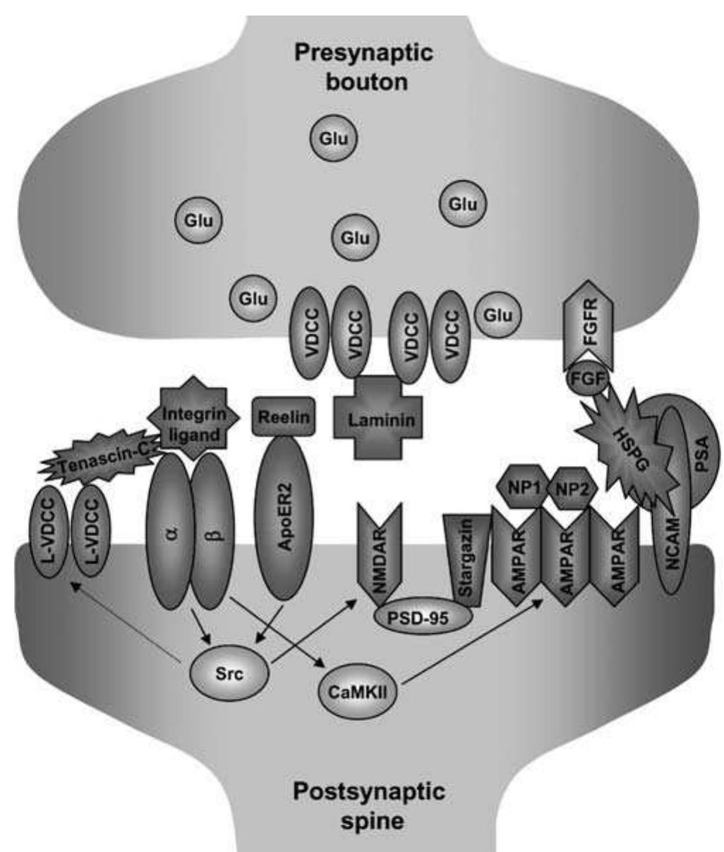Figure 11 - from Molecular organization and assembly of the