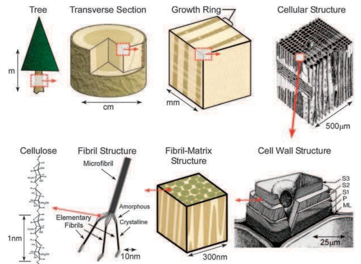 Schematic of the different levels of the formation of a wood